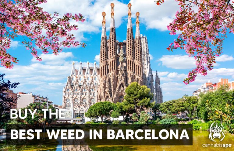 BUY THE BEST WEED IN BARCELONA